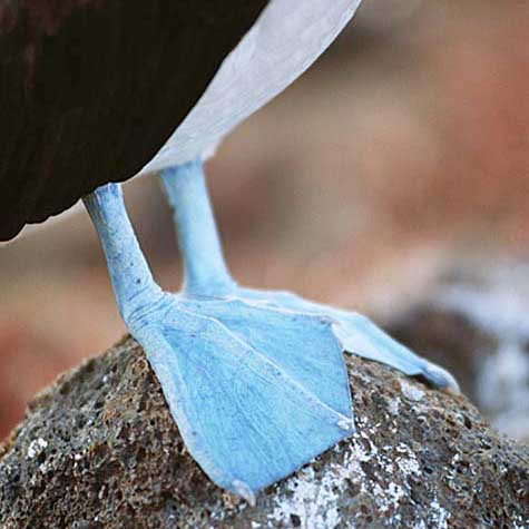 Feet of blue-footed booby