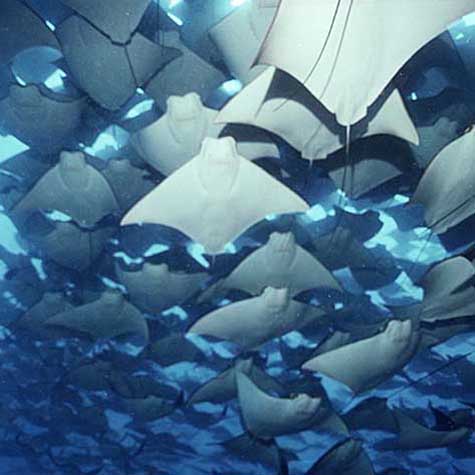 Eaglerays in mass schooling