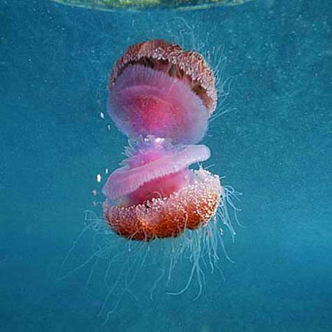 Jellyfish