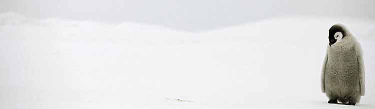 Emperor Penguin Chick