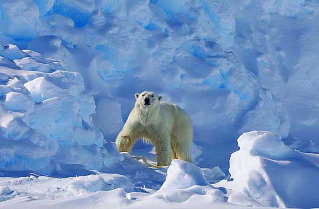 Polar Bear on ice floe