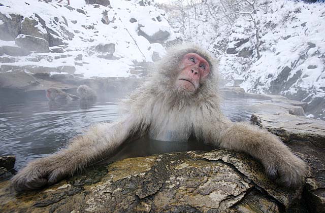 Snowmonkey in outdoor hot pool.