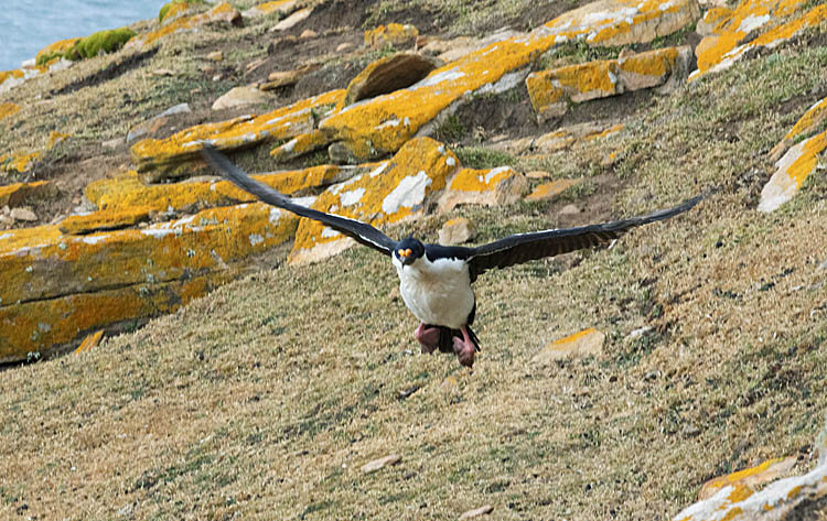 Blue-eyed Cormorant (Phalacrocorax atriceps)
