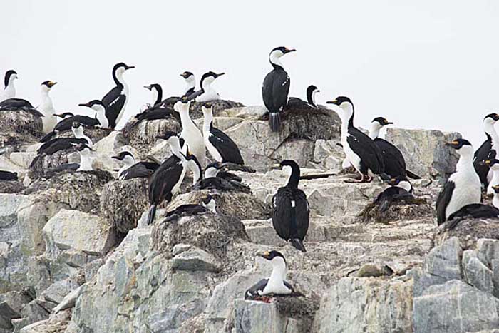 Blue-eyed Cormorant (Phalacrocorax atriceps)