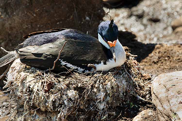 Magellanic Cormorant (Phalacrocorax magellanicus)