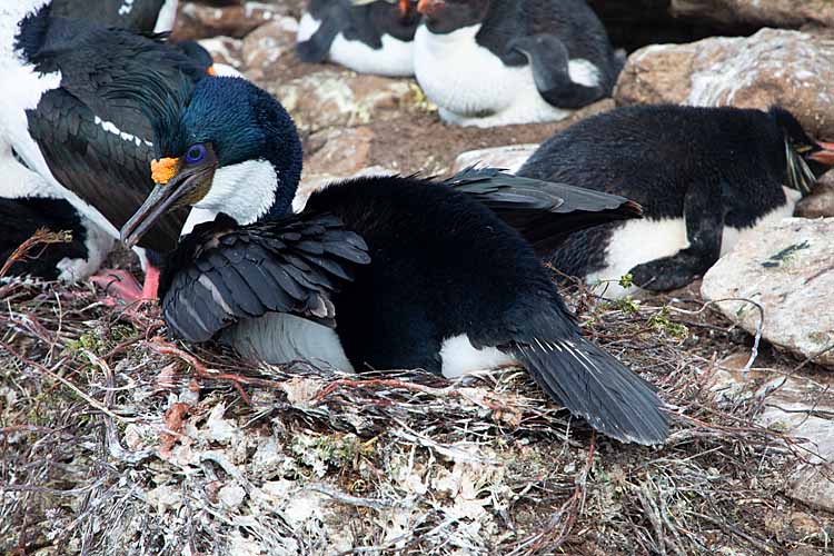 Magellanic Cormorant (Phalacrocorax magellanicus)