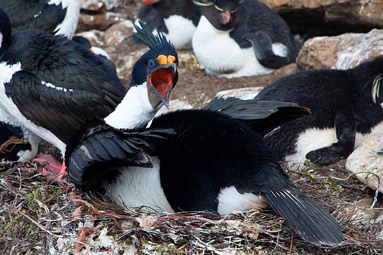 Magellanic Cormorant (Phalacrocorax magellanicus)