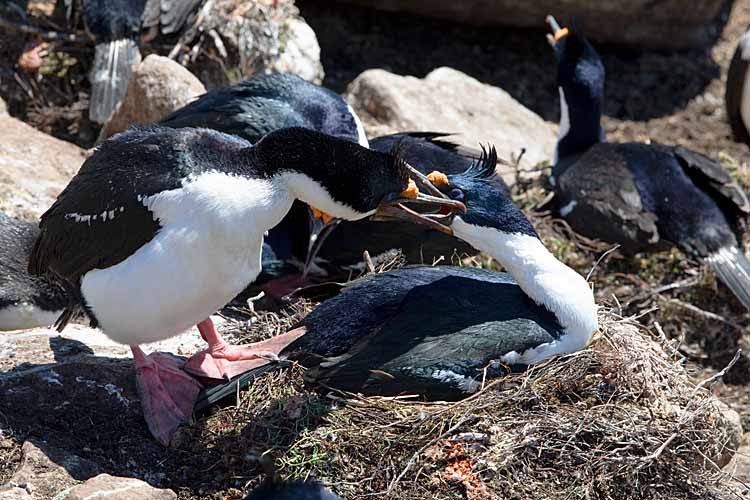 Magellanic Cormorant (Phalacrocorax magellanicus)