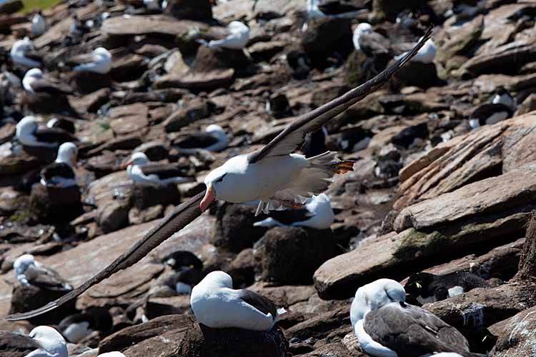 Black-browed Albatross (Thalassarche melanophris)