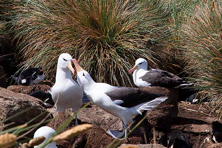 Black-browed Albatross (Thalassarche melanophris)