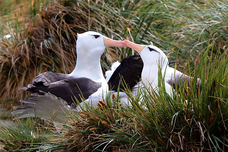 Black-browed Albatross (Thalassarche melanophris)