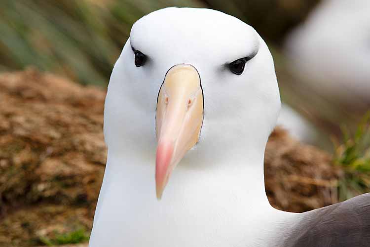 Black-browed Albatross (Thalassarche melanophris)