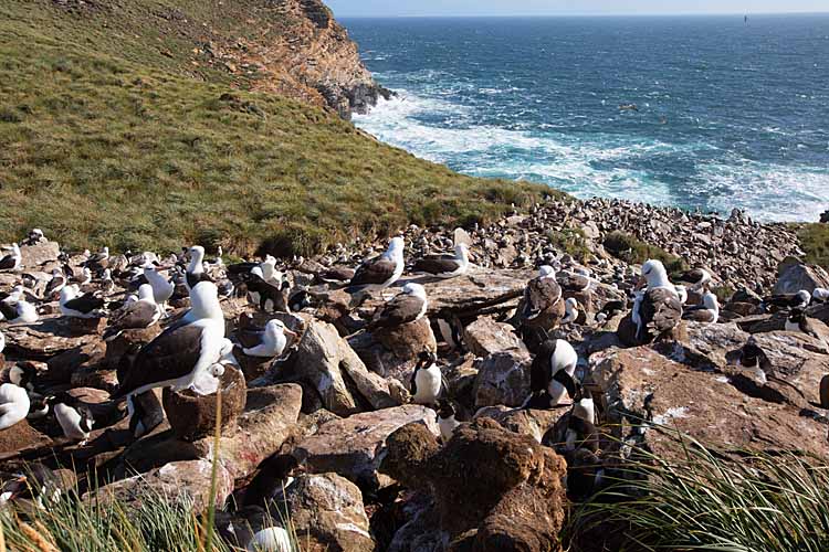 Black-browed Albatross (Thalassarche melanophris)