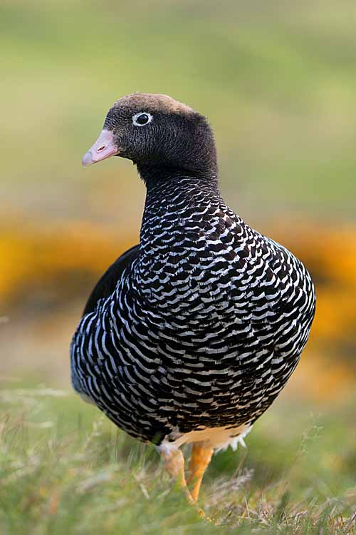 Kelp Goose (Chloephaga hybrida)
