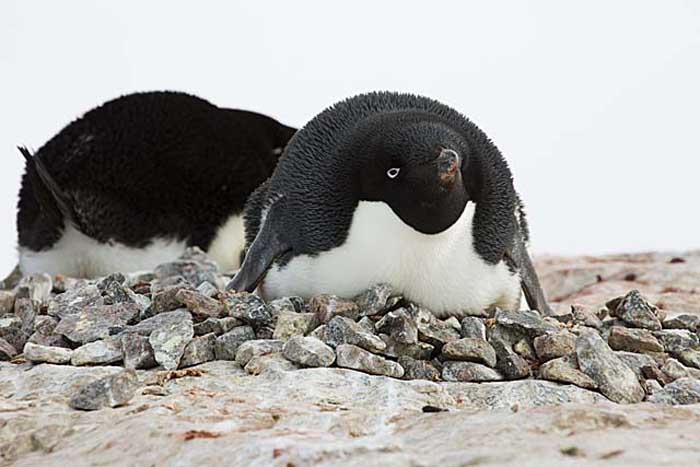 Adelie Penguin (Pygoscelis adeliae)