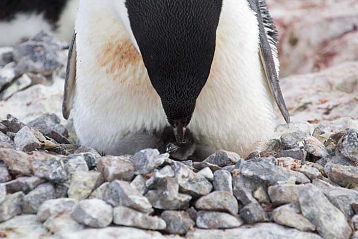 Adelie Penguin (Pygoscelis adeliae)