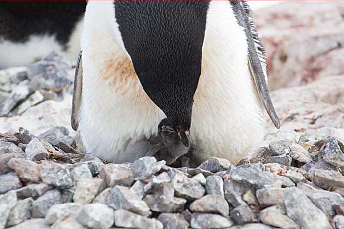Adelie Penguin (Pygoscelis adeliae)