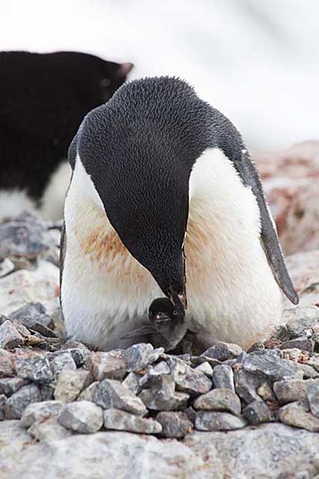 Adelie Penguin (Pygoscelis adeliae)