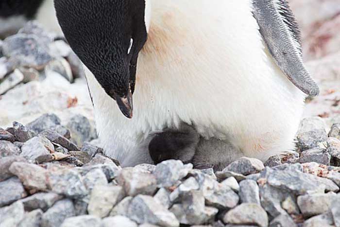 Adelie Penguin (Pygoscelis adeliae)
