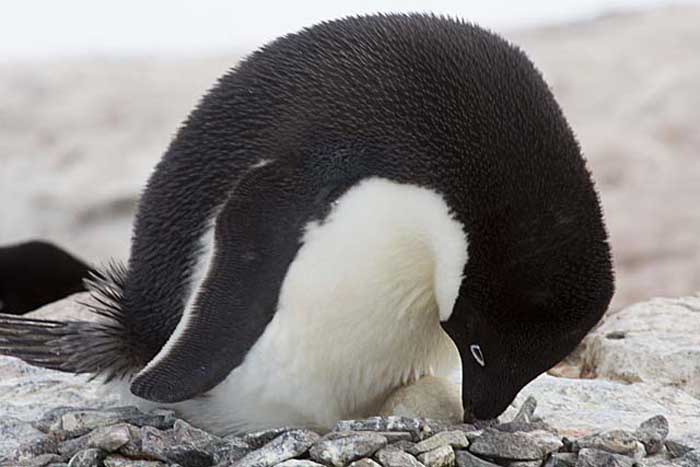 Adelie Penguin (Pygoscelis adeliae)