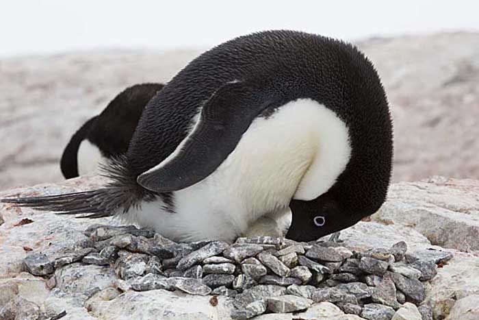 Adelie Penguin (Pygoscelis adeliae)