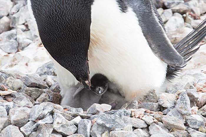 Adelie Penguin (Pygoscelis adeliae)