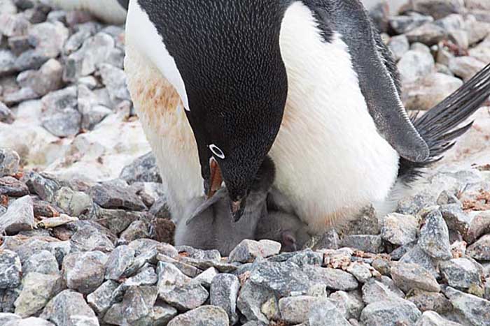 Adelie Penguin (Pygoscelis adeliae)