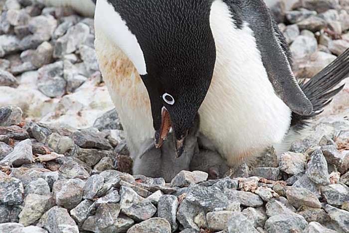 Adelie Penguin (Pygoscelis adeliae)