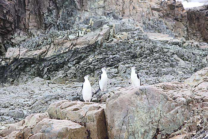 Chinstrap Penguin (Pygoscelis antarctica)