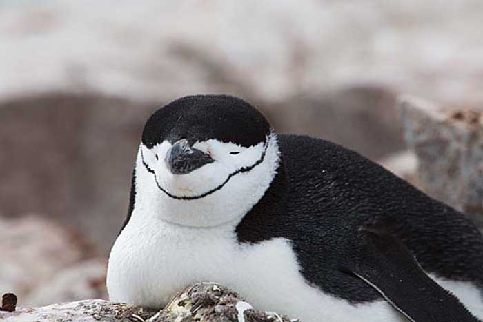 Chinstrap Penguin (Pygoscelis antarctica)