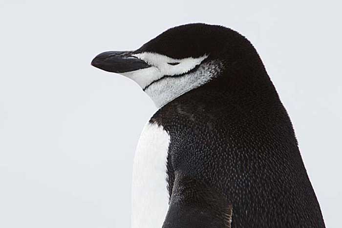 Chinstrap Penguin (Pygoscelis antarctica)