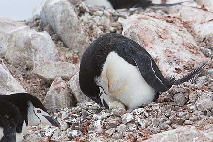 Chinstrap Penguin (Pygoscelis antarctica)