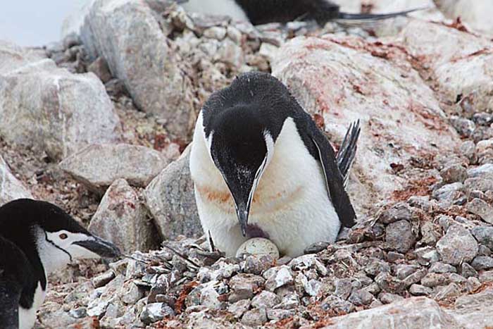 Chinstrap Penguin (Pygoscelis antarctica)