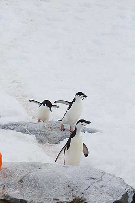 Chinstrap Penguin (Pygoscelis antarctica)