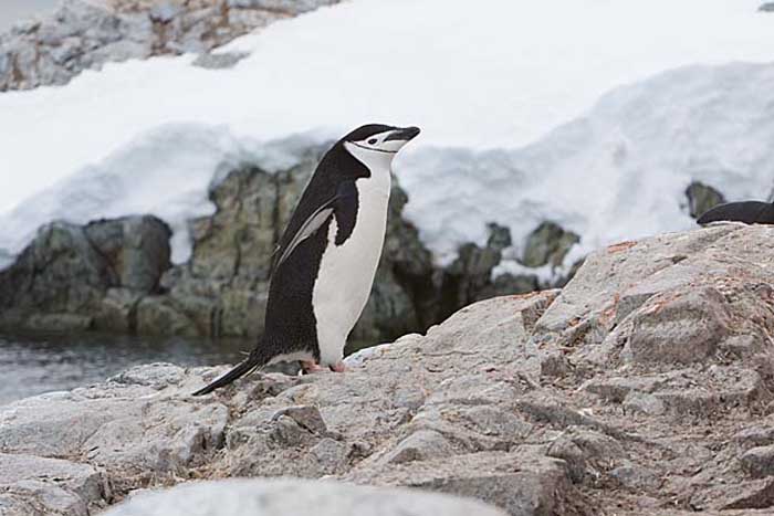 Chinstrap Penguin (Pygoscelis antarctica)