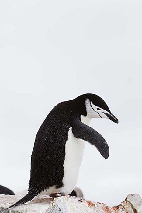 Chinstrap Penguin (Pygoscelis antarctica)