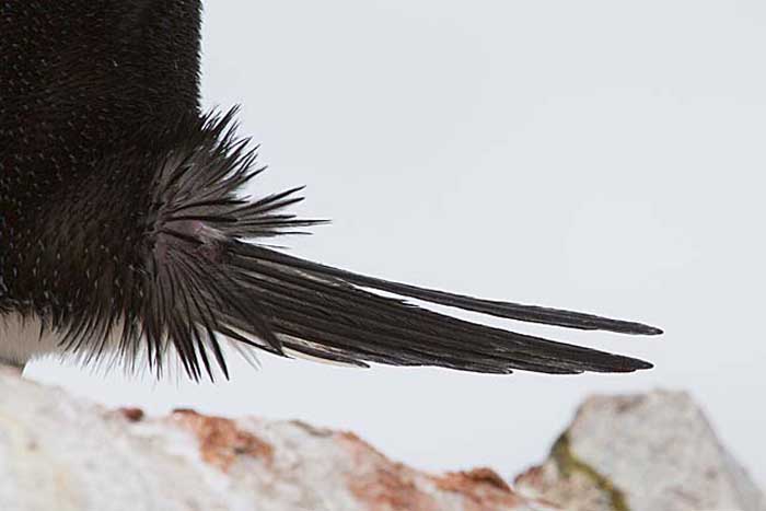 Chinstrap Penguin (Pygoscelis antarctica)