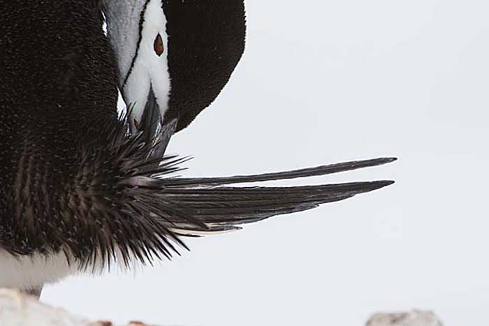 Chinstrap Penguin (Pygoscelis antarctica)