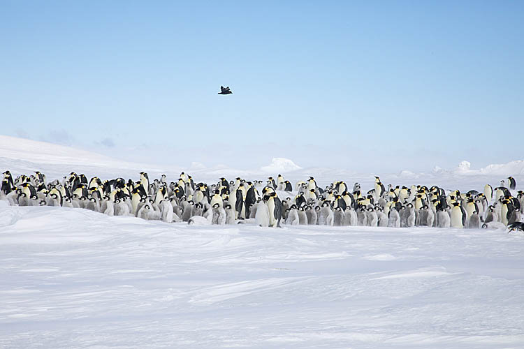 Emperor Penguin (Aptenodytes forsteri)