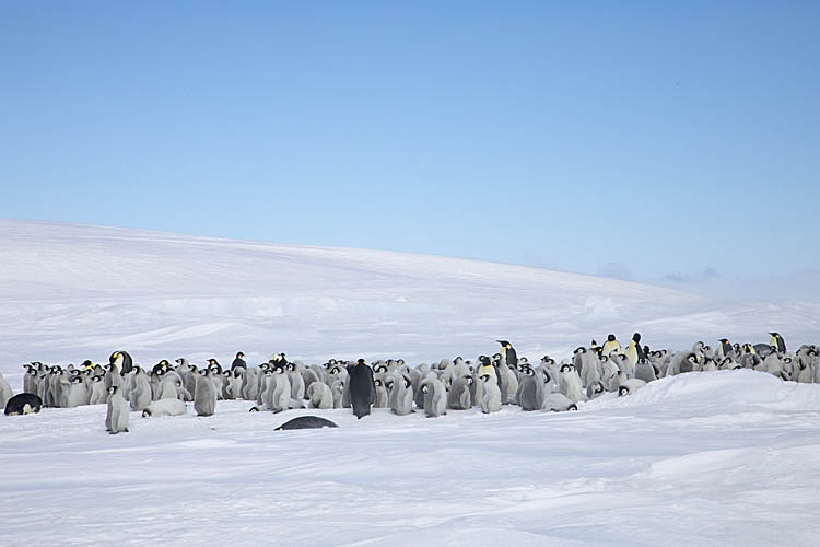 Emperor Penguin (Aptenodytes forsteri)