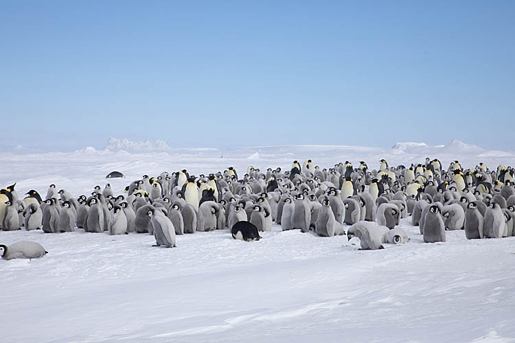 Emperor Penguin (Aptenodytes forsteri)