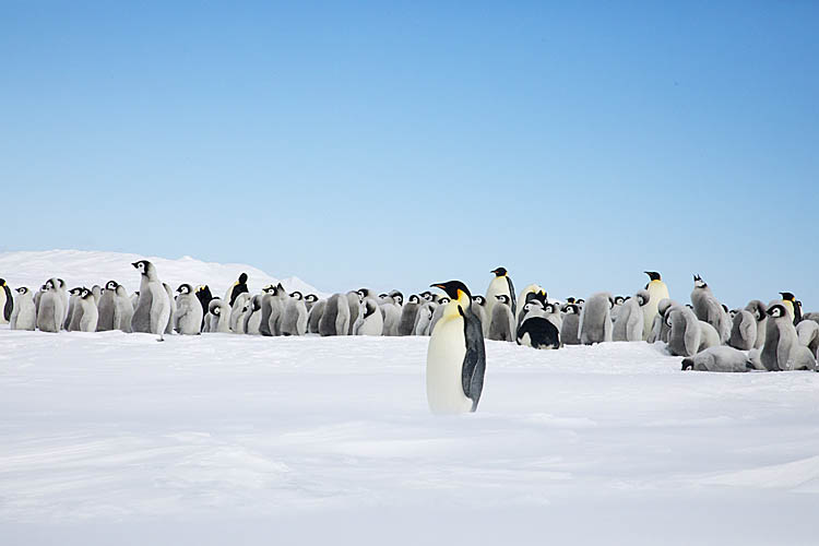 Emperor Penguin (Aptenodytes forsteri)