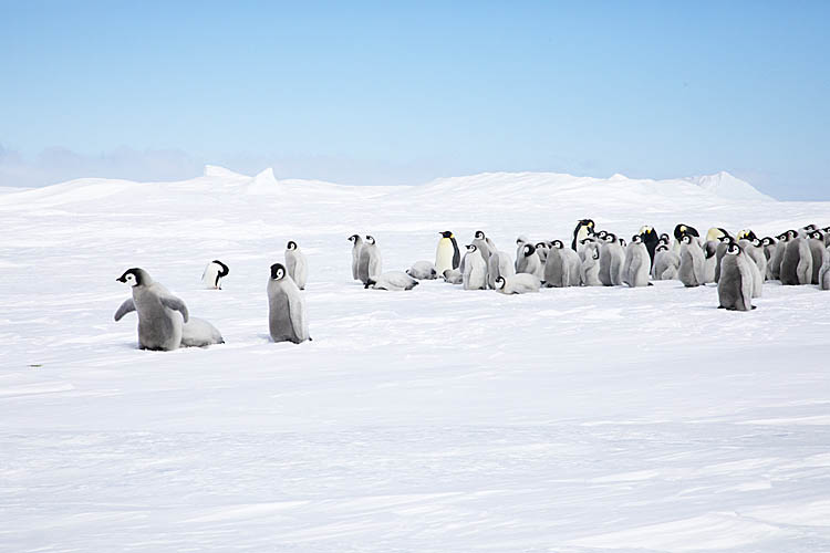 Emperor Penguin (Aptenodytes forsteri)