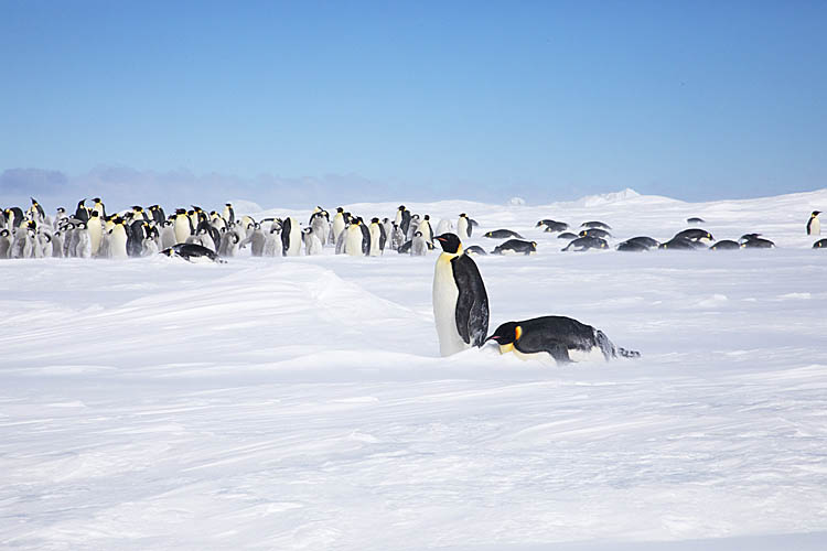 Emperor Penguin (Aptenodytes forsteri)