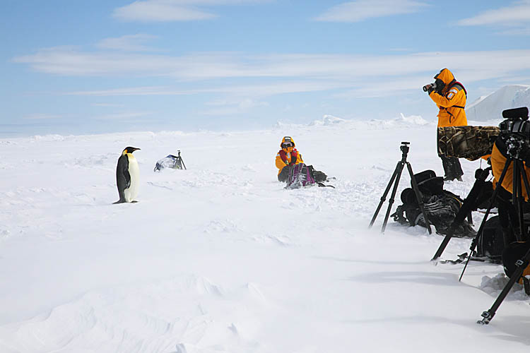Emperor Penguin (Aptenodytes forsteri)