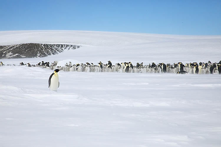 Emperor Penguin (Aptenodytes forsteri)