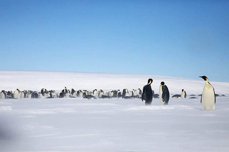 Emperor Penguin (Aptenodytes forsteri)