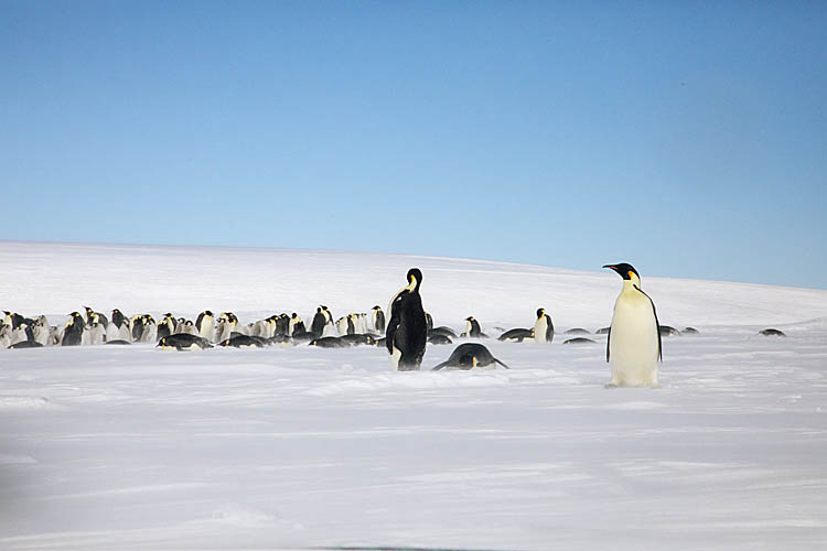 Emperor Penguin (Aptenodytes forsteri)