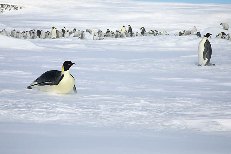 Emperor Penguin (Aptenodytes forsteri)