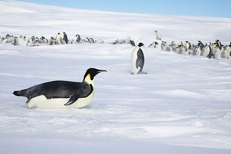 Emperor Penguin (Aptenodytes forsteri)
